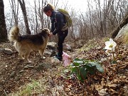 86 E rigodiamo la vista degli ellebori in fiore